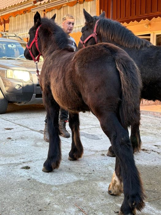 Mânze de vanzare pret bun!