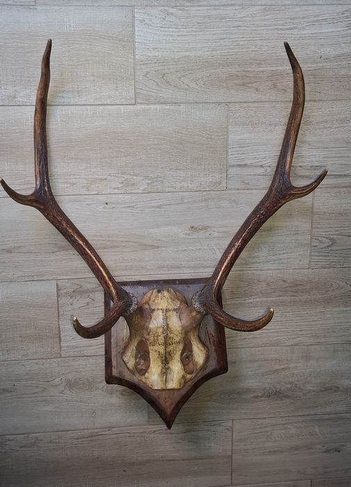Panoplie trofeu cerb