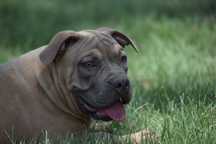 American Bully pocket