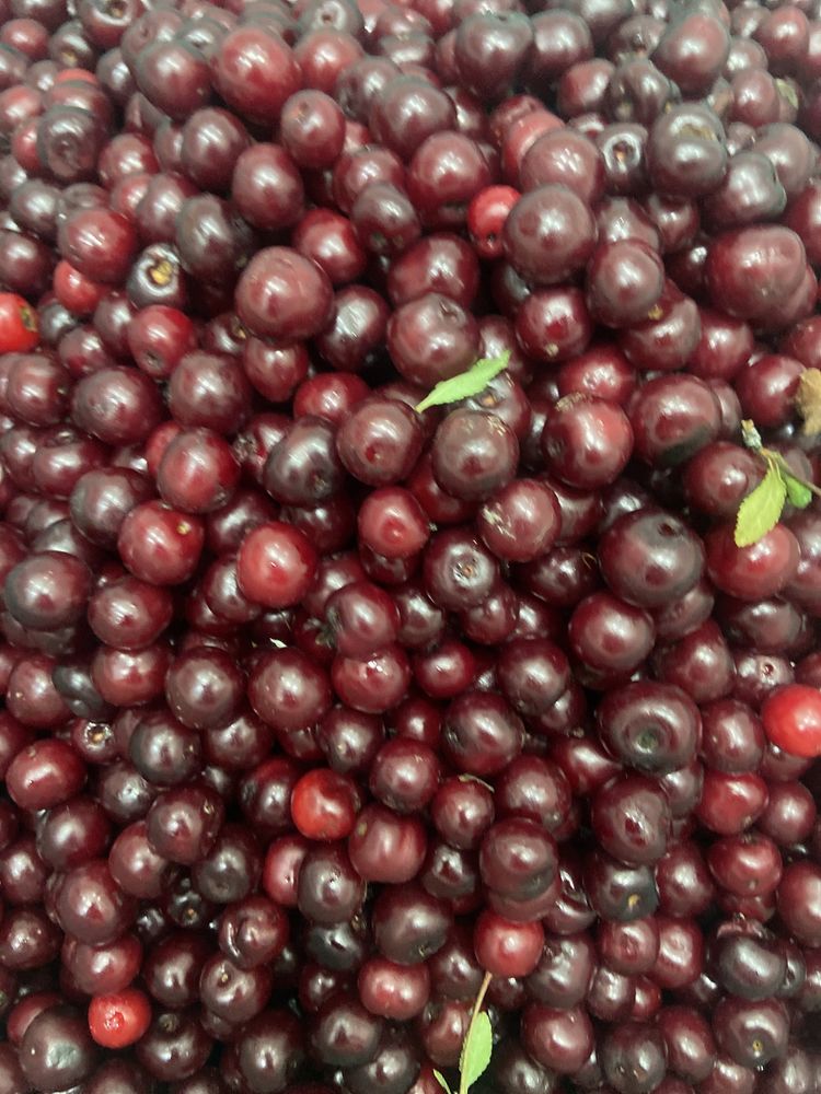 Продам вишню спелые, очень вкусные