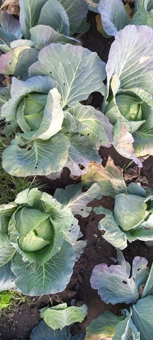 Vând varză bevery hills 1.50 lei negociabil