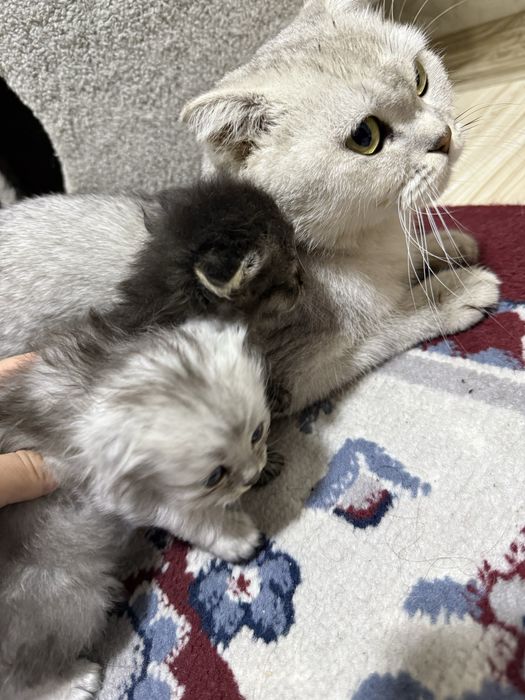 Британская шиншилла.Кошка с двумя котятами.