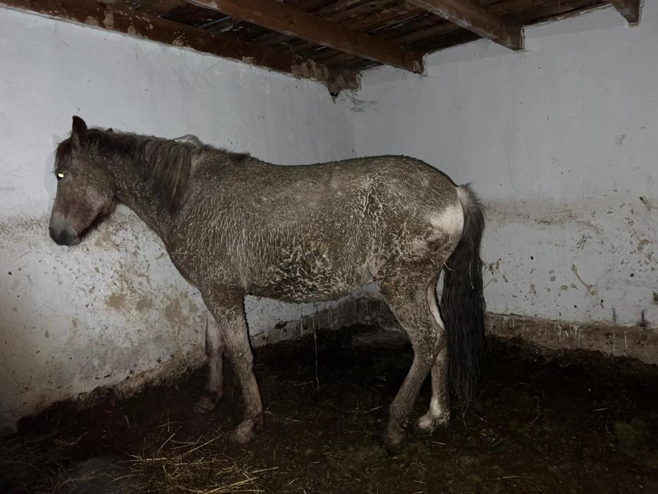 Еркек 1,5 жасар 1ай 15күн байланды