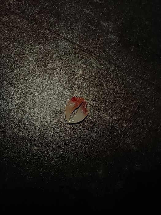 Молочные зубки кота