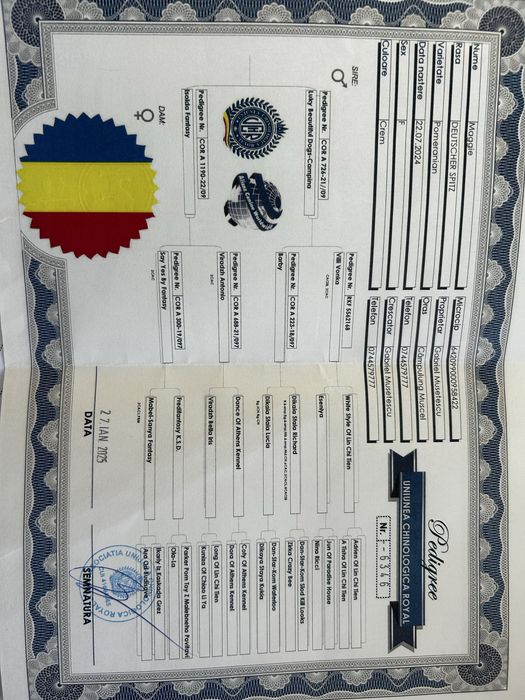 fetiță Pomeranian cu pedigree.