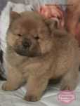 CHOW CHOW femela rosie cu Pedigree