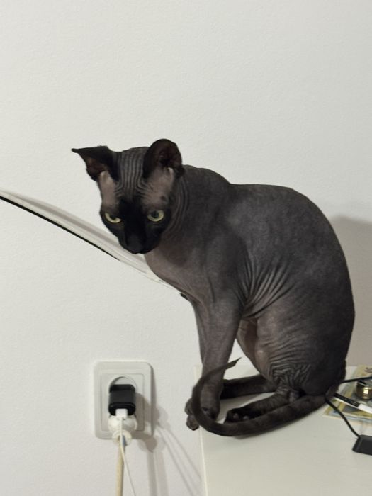 Pisica Sphynx adorabila