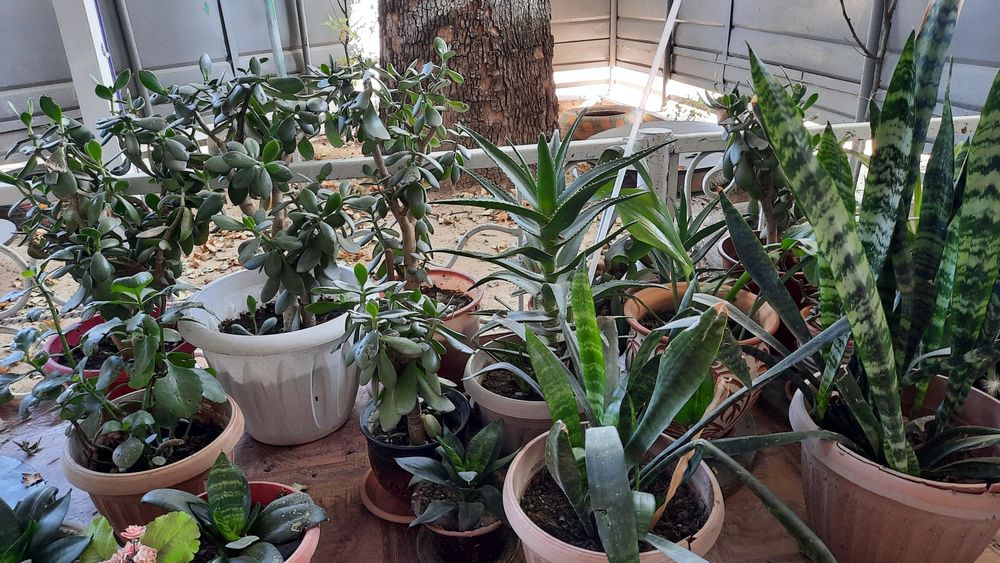 Продам комнатные растения