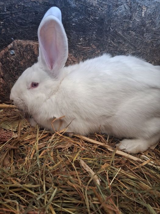 Iepuri albi de vanzare.