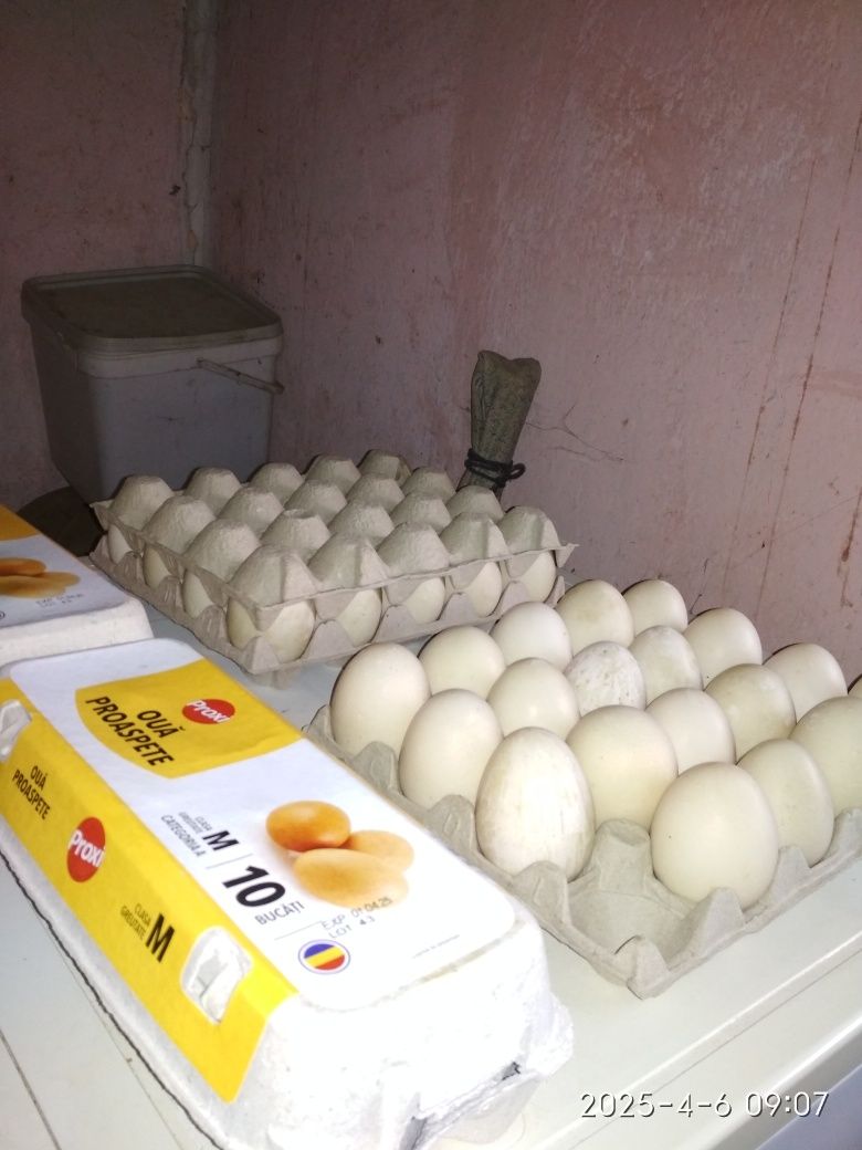 Ouă de rață leșească.
