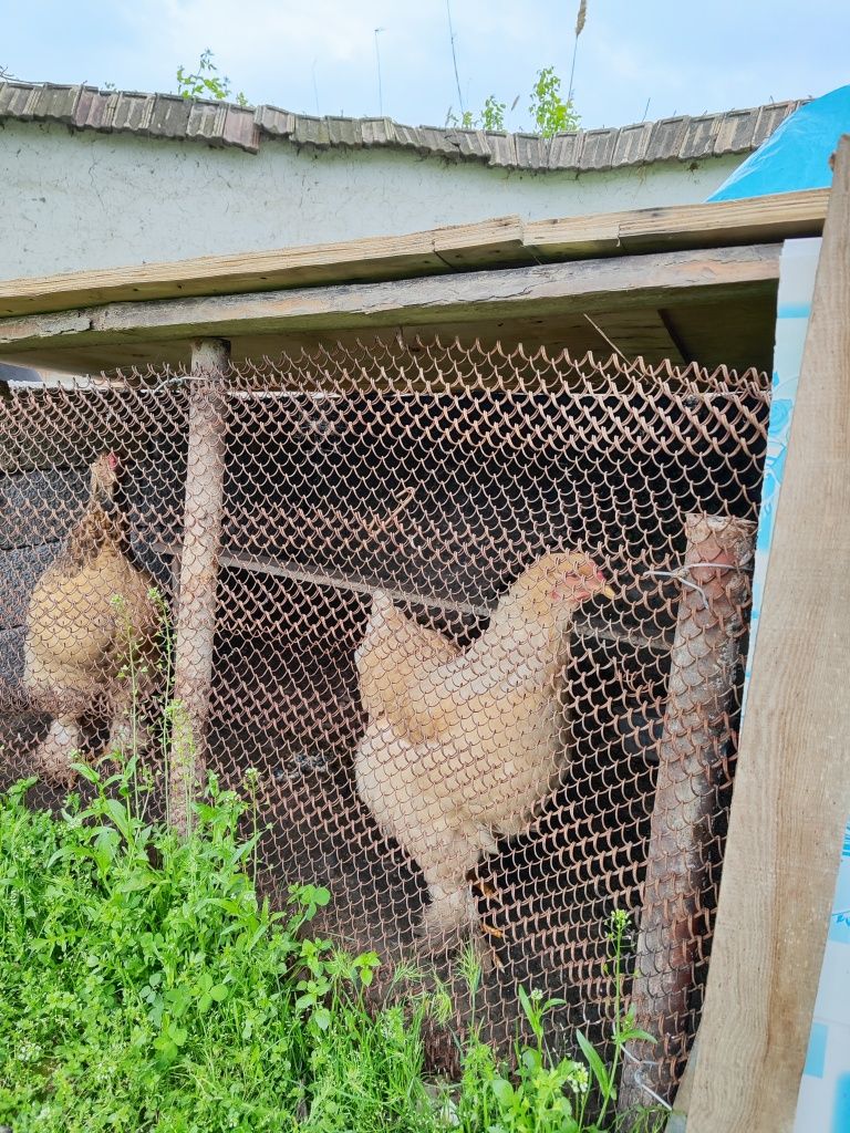 Zakaska brama tovuqlari tuxumlari bor yoki tuxum ocrtb beramz