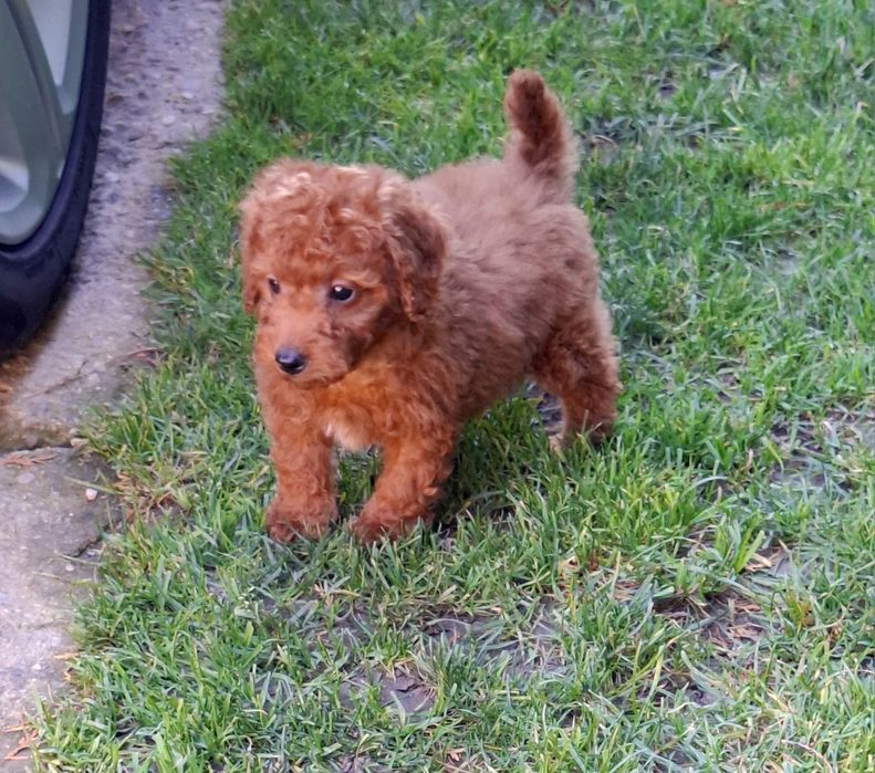 Pudel/pudell/Poodle toy