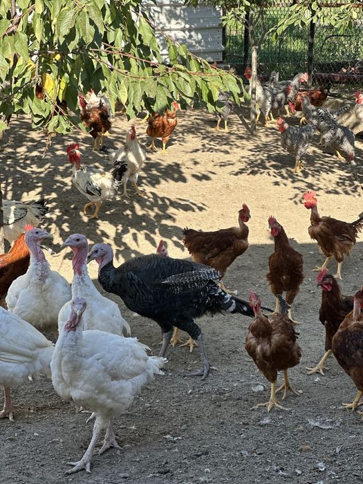 Curcani de taiata taiem la comanda