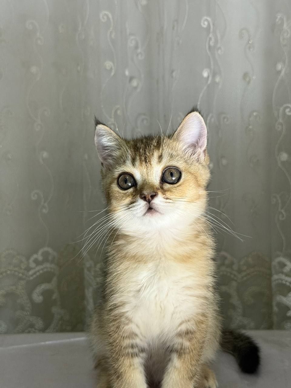 Скотиш страйт чистокровная золотая Шиншила