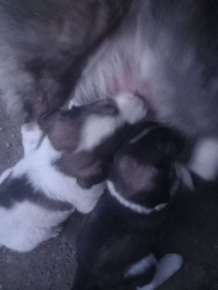 Donez catelusi ciobanesti