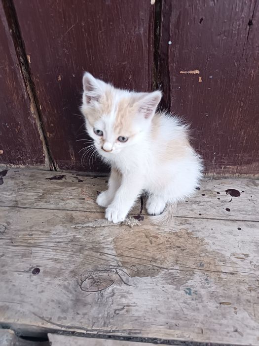 Котёнки отдам хорошие руки