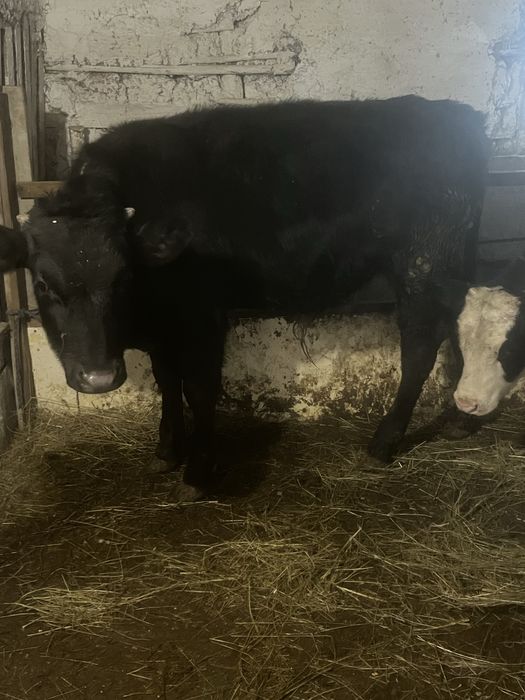 Vitei pentru craciun 35 lei carcasa