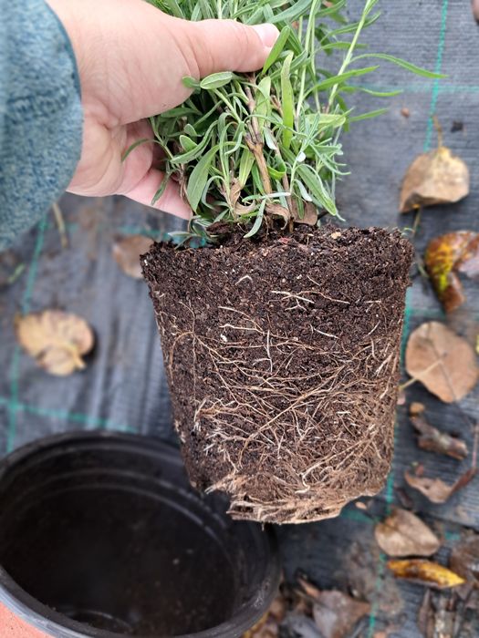 De vânzare lavandă