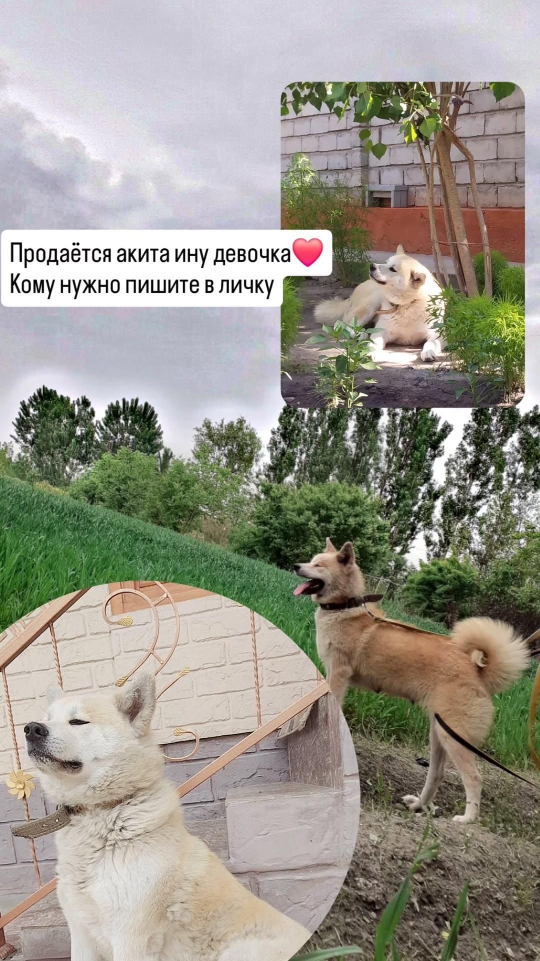 Акита Ину (девочка)