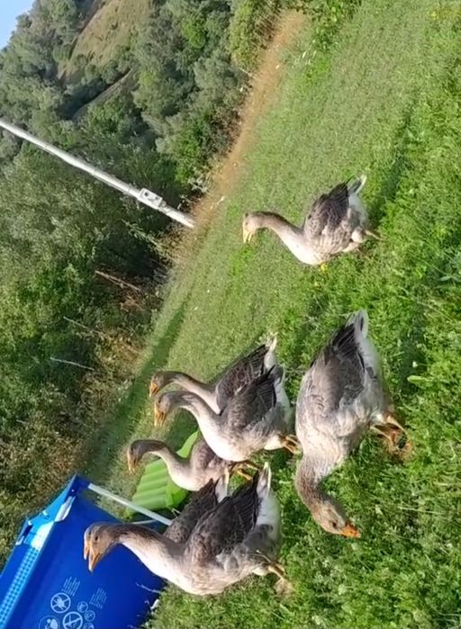 Gâște 6-7 kg tăiate