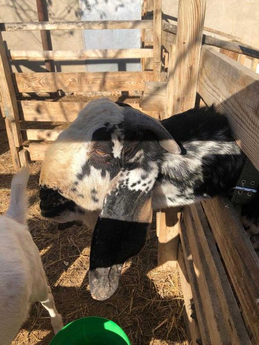 Теке битал 3 жасар