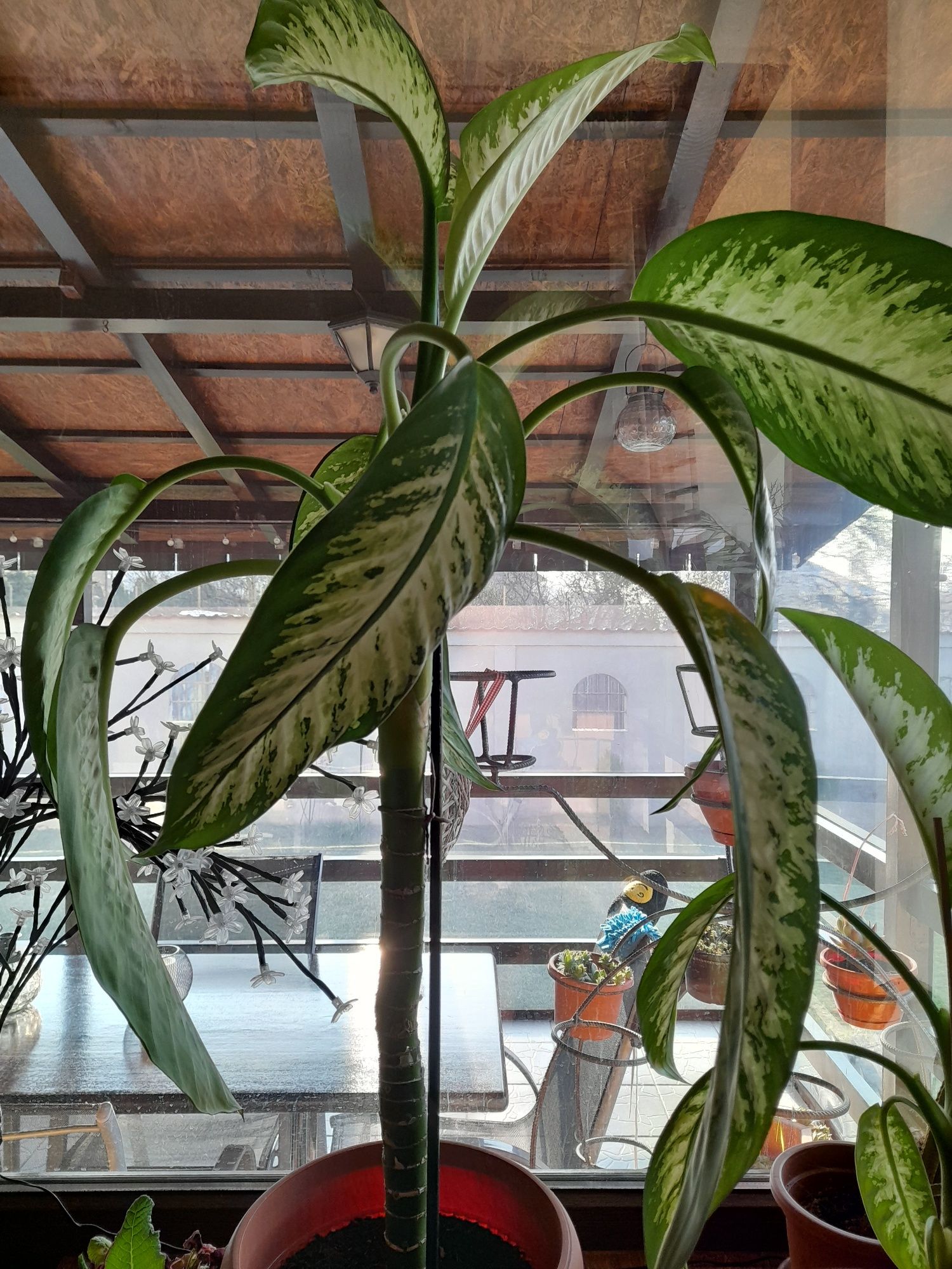 Flori/plante ornamentale - birou, apartament, terasa - Dieffenbachia.