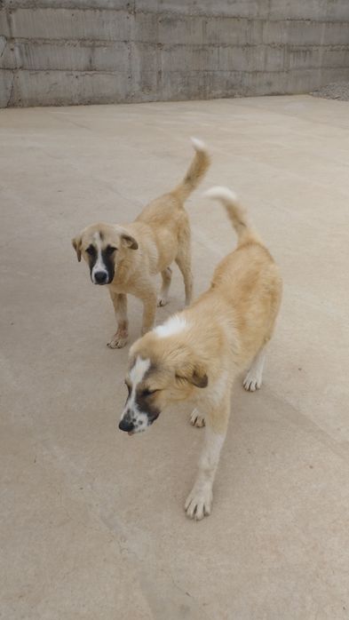 Күшіктер сатылады