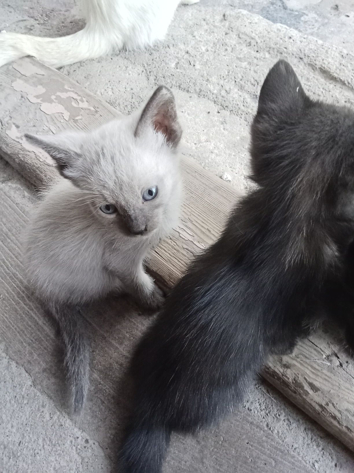 Продаются Котята, которые ловят даже тень пролетающей мухи
