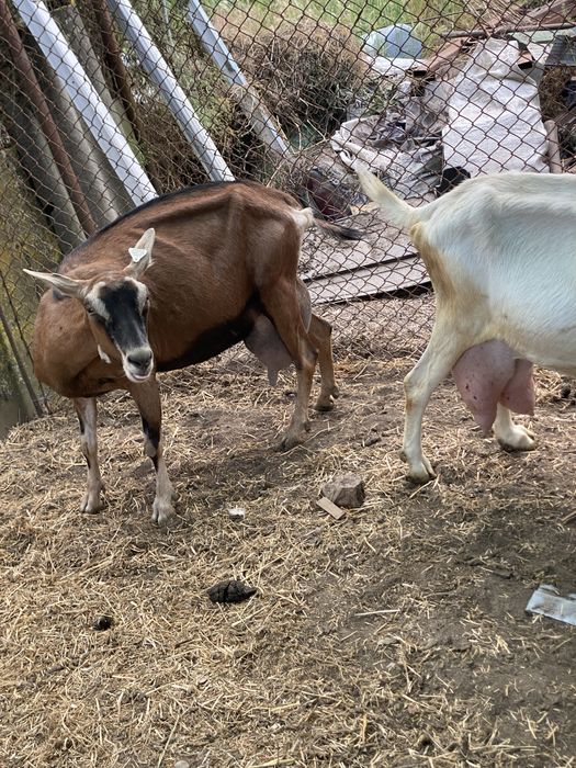 Vand capre sannen rasa pura