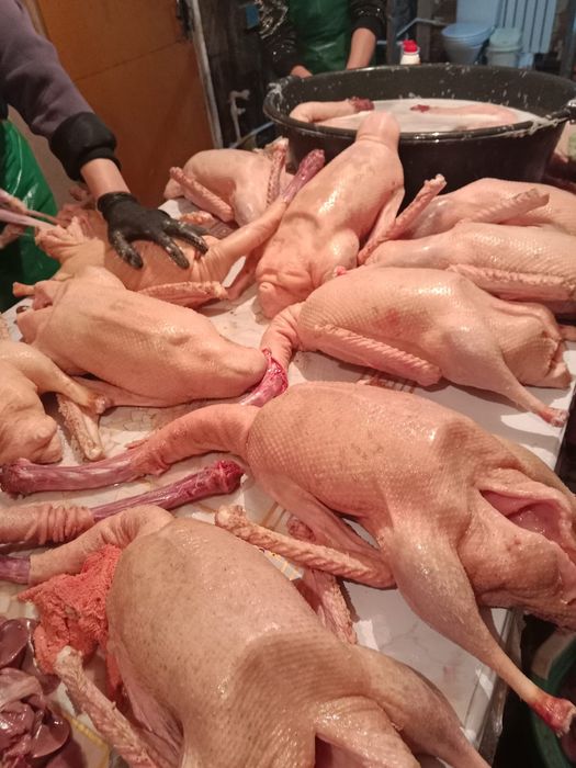 Обработка и ощип гусей