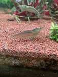 Creveti Amano - Caridina multidentata