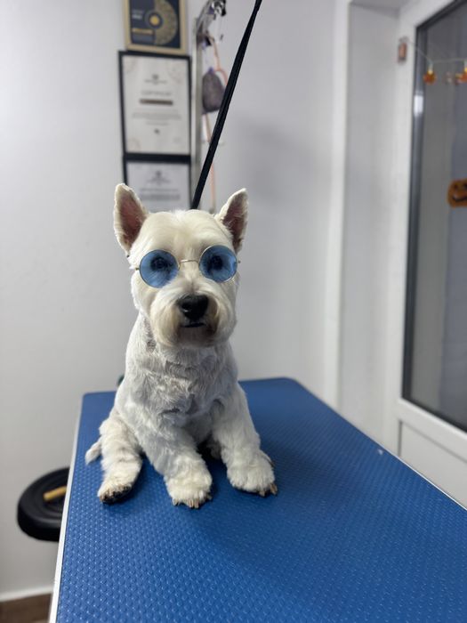 Tund câini și pisici la domiciliu