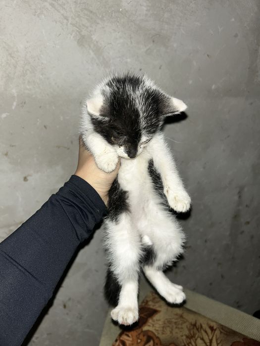 Donez pui pisica-băiețel.