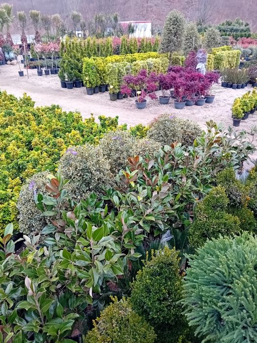 Vând plante naturale ornamentale pentru amenajarea gradini dumneavoast