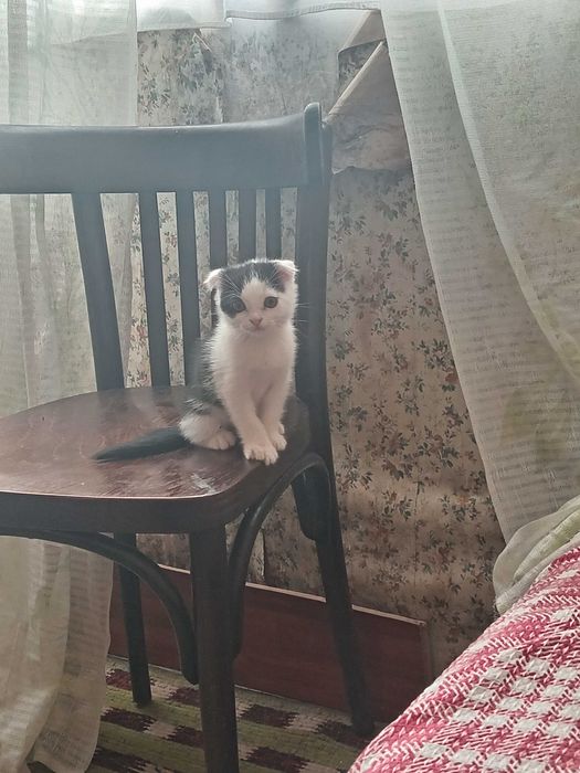 Scottish fold мушукчалар!