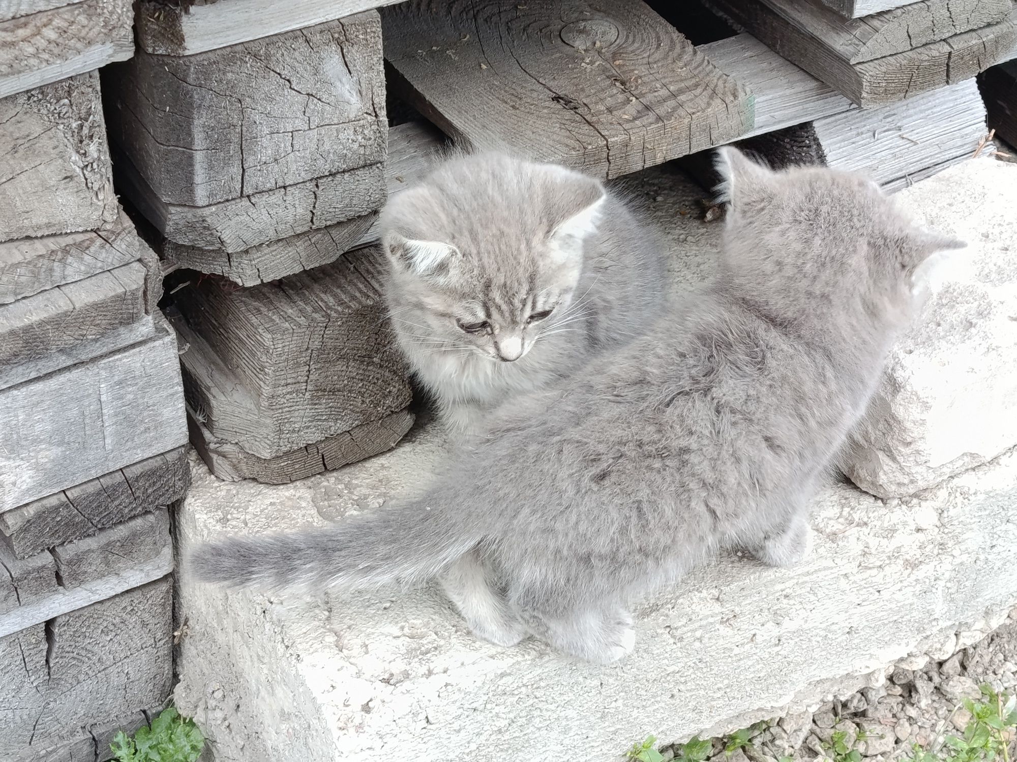 Котята три месяца