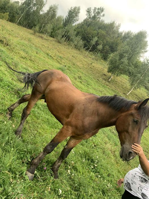 Vînd sau schimb cu auto cal de 4 ani merge bine la carut si blînd