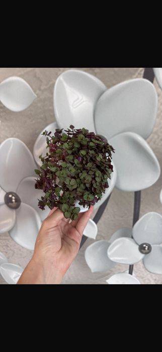 Каллизия комнатное растение