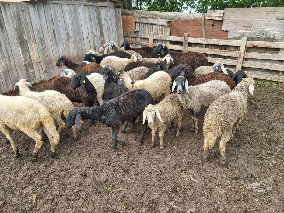 Cârlani de vânzare