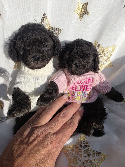 Пудел той /сребърни момичета / с родословие