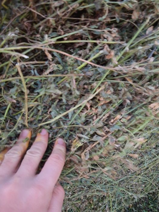 Vând baloti de lucernă coasa a 5