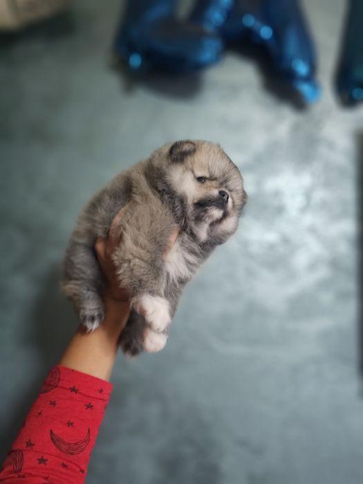 Pomeranian mascul