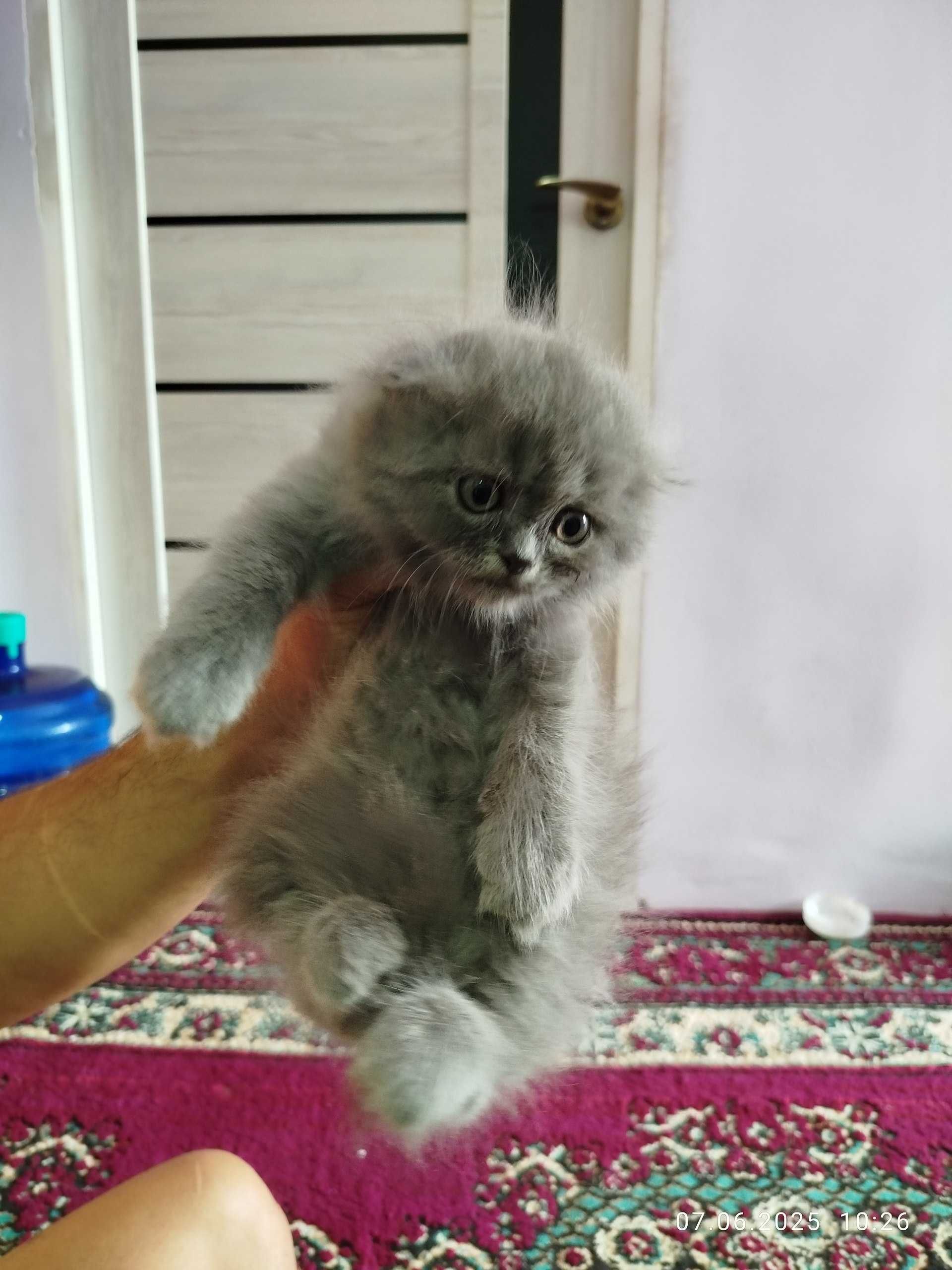 Продоються чисто породные котята Скотиш Фолд и Скотиш Страйт