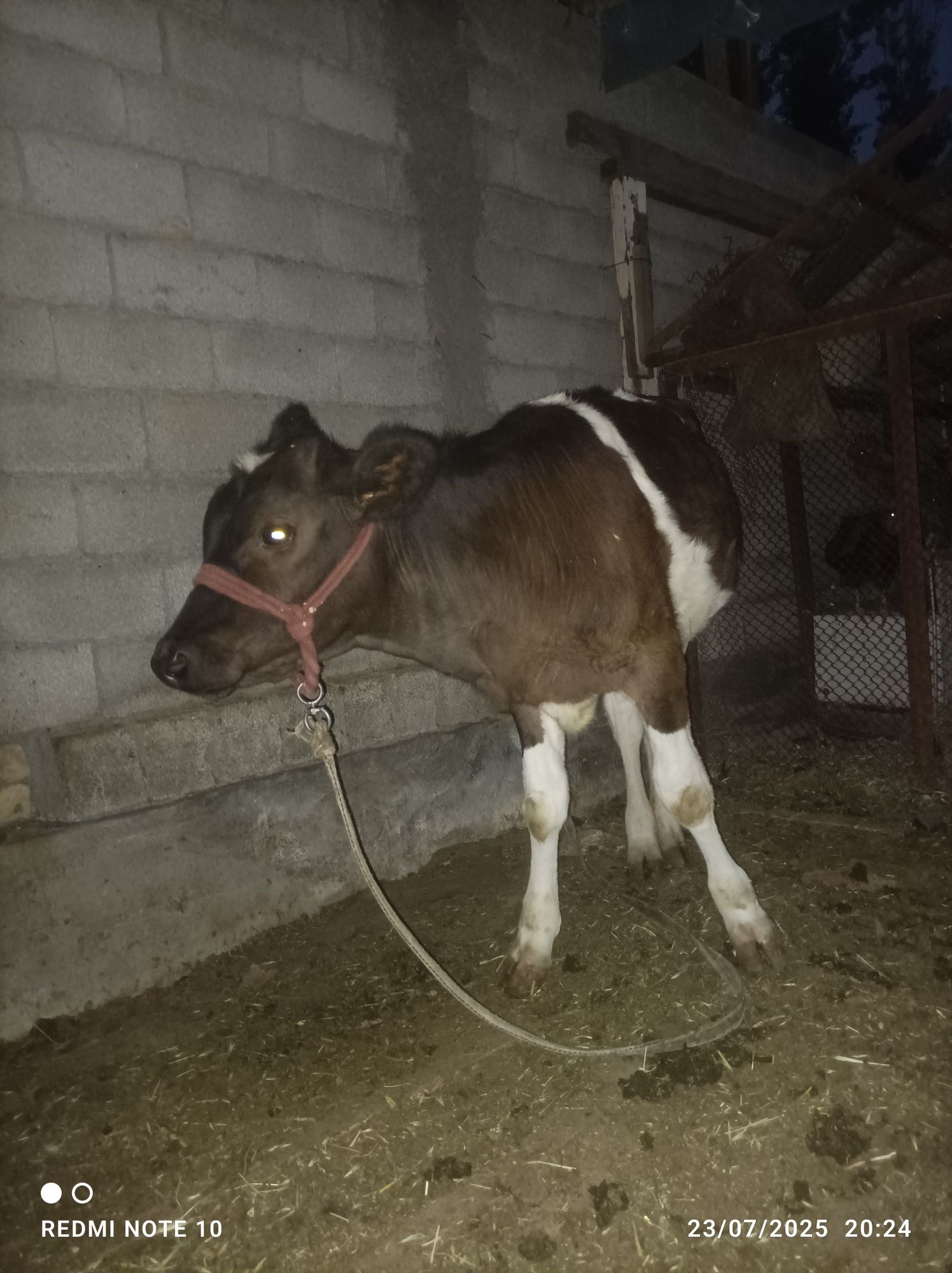 Ona bola sigirlar 2 ta
