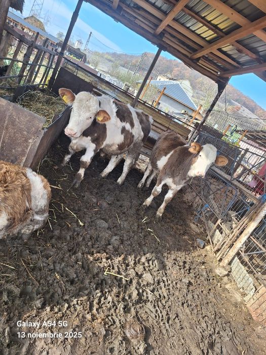 Vând vitei si vitele