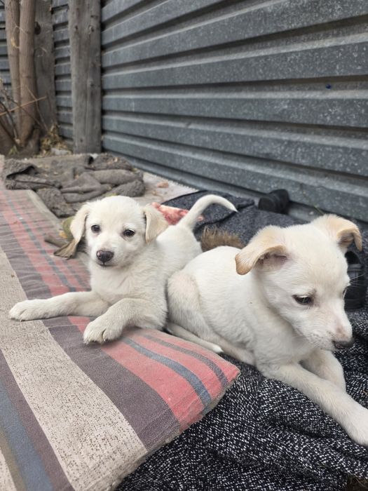 Щеночки звоночки мальчики и девочки  1 месяц