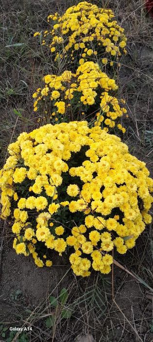 Xrizantema gul koʻchatlari