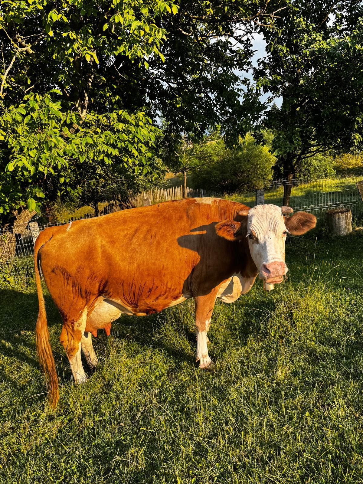 Vând vaca la alegere