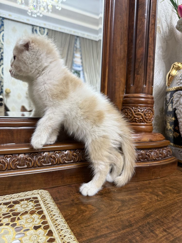 Скотиш фолд в продаже