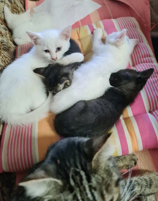 Ofer spre adoptie 7 pui de pisica.